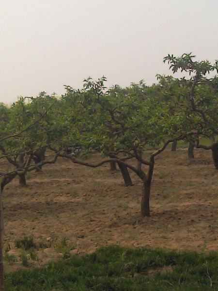 造型桃树